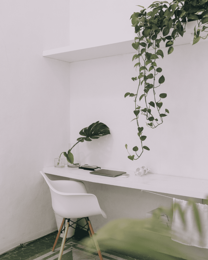 Plants Décor for Minimalist home